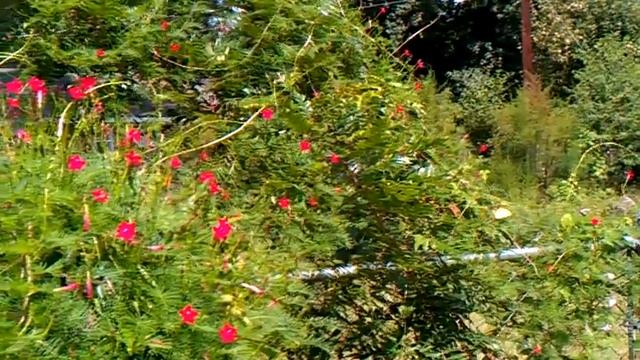 Butterflies and Cypress vines. смотреть онлайн