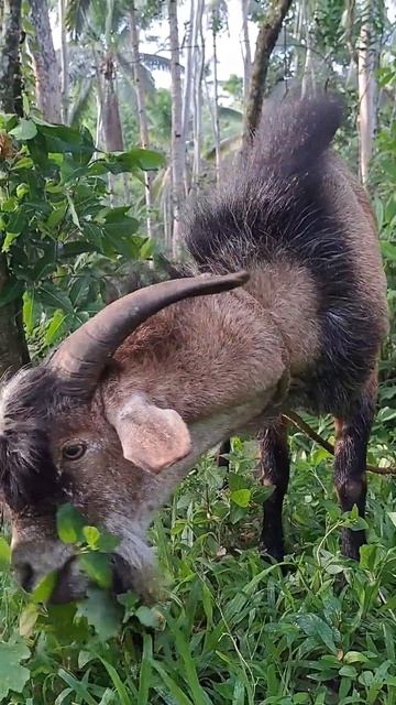 Grass is always greener where I'm grazing 😍 смотреть онлайн