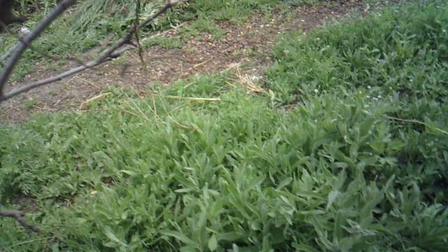 Измельчение садового мусора (ветки, сухостой) измельчителем ЗУБР ЗИЭ-44-2800