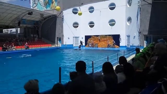 Одесский дельфинарий Немо 1 часть