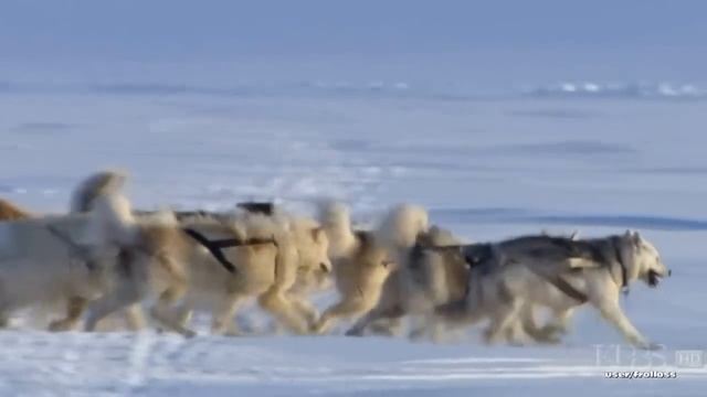Развивающие видео для детей: Собаки. Educational video for children: Dogs