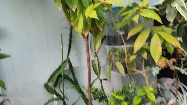 Обзор растений в грунте оранжереи смотреть онлайн