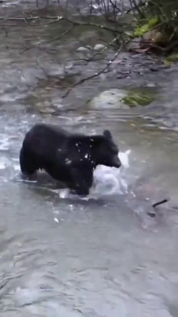 Bear Fight| Bear Video| Bear Characteristic | Facts About Bear | Bear In Zoo | Bear In Forest | Bea