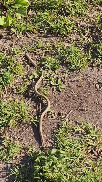 Личинка змеи. А вы умеете ползать под музыку? 😆 смотреть онлайн