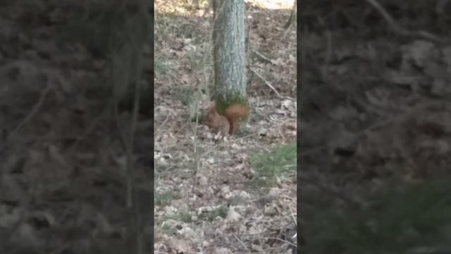 Белочки. Светлогорск. Балтика смотреть онлайн