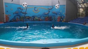 Алуштинский дельфинарий Акварель