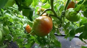 1 августа. Томат Сахарное мясо.