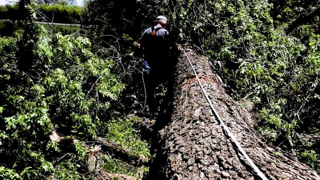 Felling a Problem Chinkapin Oak Tree смотреть онлайн
