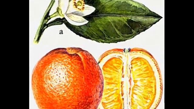 Цитрусы Лимон Апельсин