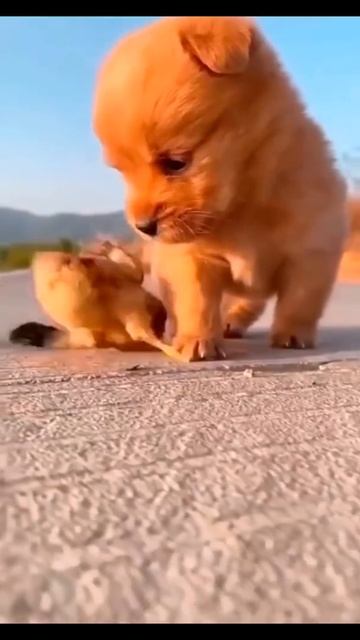 Приколы с животными 2021 | Смешная подборка 2021 #shorts #хохотач смотреть онлайн