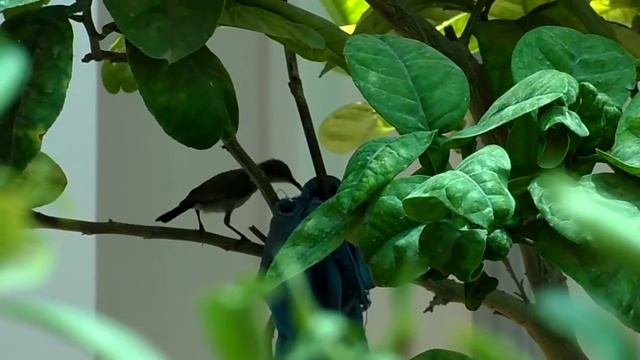 Палестинская нектарница. Palestine Sunbird. צופית בוהקת