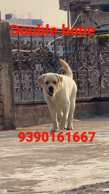 lab male available for mating in Hyderabad #lab #crossing #hyderabad #shorts #trending #viral #pups смотреть онлайн