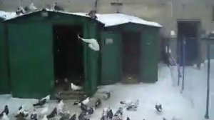 Голуби Горловки