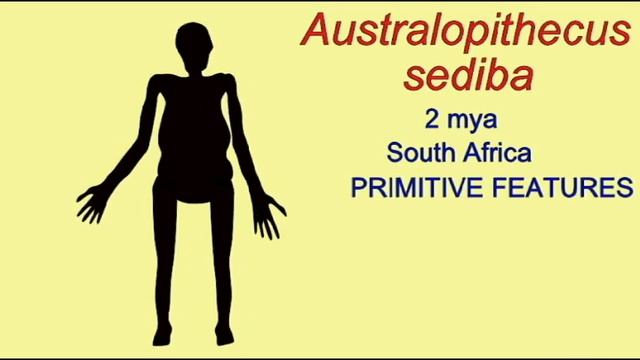 PL3: HOMINIDS: AUSTRALOPITHECUS SEDIBA.avi смотреть онлайн
