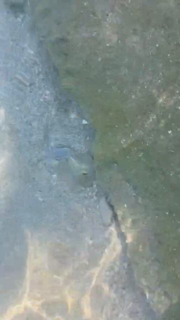 Sultan Gardens Resort ☀️ Шарм-Эль-Шейх 🌴 🐠🐬🐳🐟 смотреть онлайн