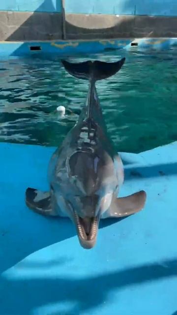 dolphin 🐬 смотреть онлайн