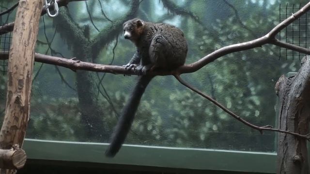 Philadelphia Zoo Mongoose Lemur in Tree смотреть онлайн