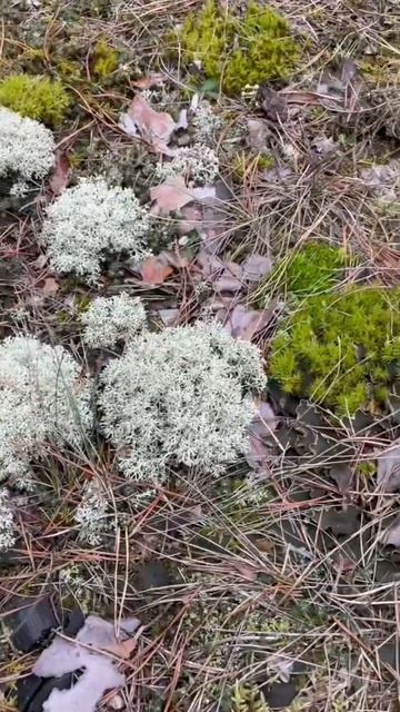 ЛЕС ЧУДЕС! смотреть онлайн