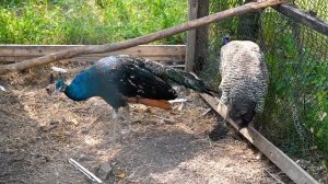 Приготовление турецкого хлеба в деревне - Сбор урожая груш Азербайджанская Кухня Деревенская Кухня