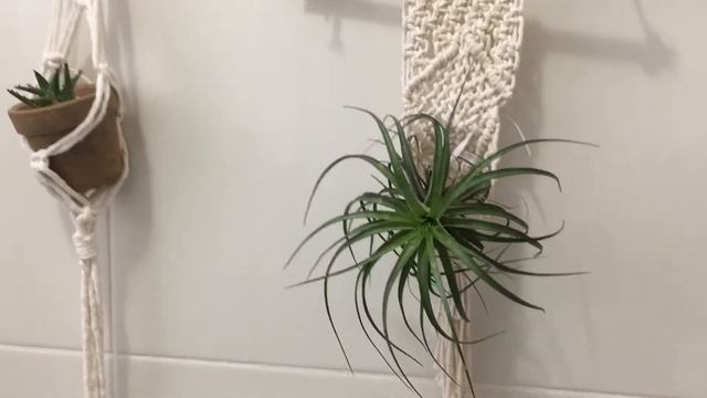 Plantas aéreas ou air plants смотреть онлайн