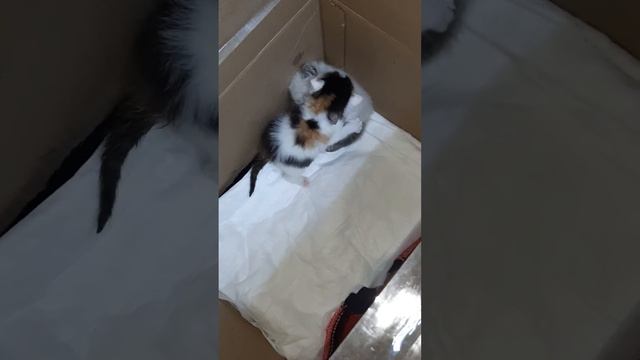 Грызуны !!! смотреть онлайн