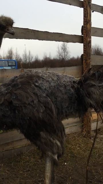 Страусиная ферма "Тутси-Струтси" в Карелии п.Калевала смотреть онлайн