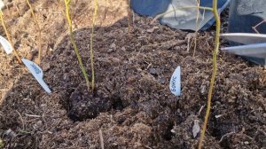 1000008301.mp4Что делать с молодыми купленными саженцами голубики?