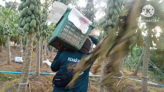 @Papaya planting Holland papaya is popularly grown in Thailand.#papaya #Thai fruits смотреть онлайн