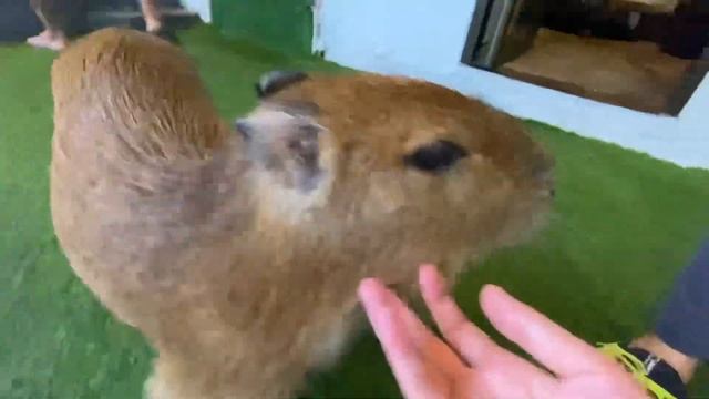 Нашел капибар на Самуи. Они очень милые! смотреть онлайн