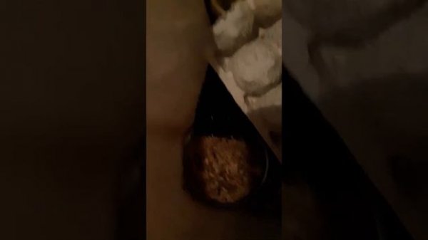 Acheta Domesticus 2021