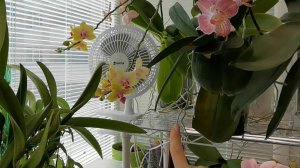 Бесконечная работа в орхо коллекции. Цель - не сварить орхидеи в летнюю жару #орхидея #орхидея дома