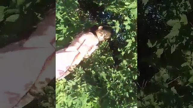 Кыз арманы смотреть онлайн