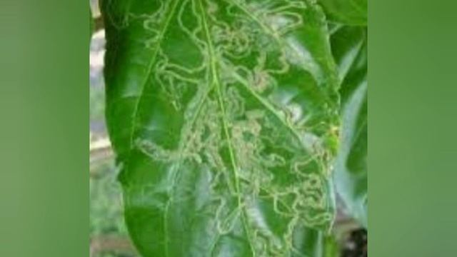 صانعات الانفاق وطرق مكافحتها смотреть онлайн