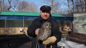 Серая неясыть