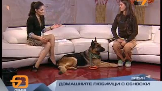 Училище за кучета ПОСЛУШЕН TV7 (Будилник) смотреть онлайн