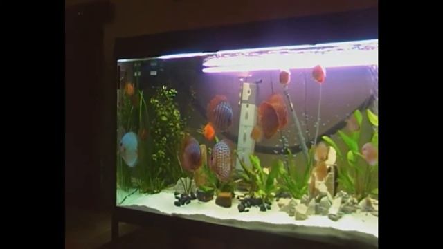 Diskus / discus after 3 days in tank donmink смотреть онлайн