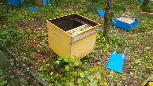 Медведь на пасеке смотреть онлайн
