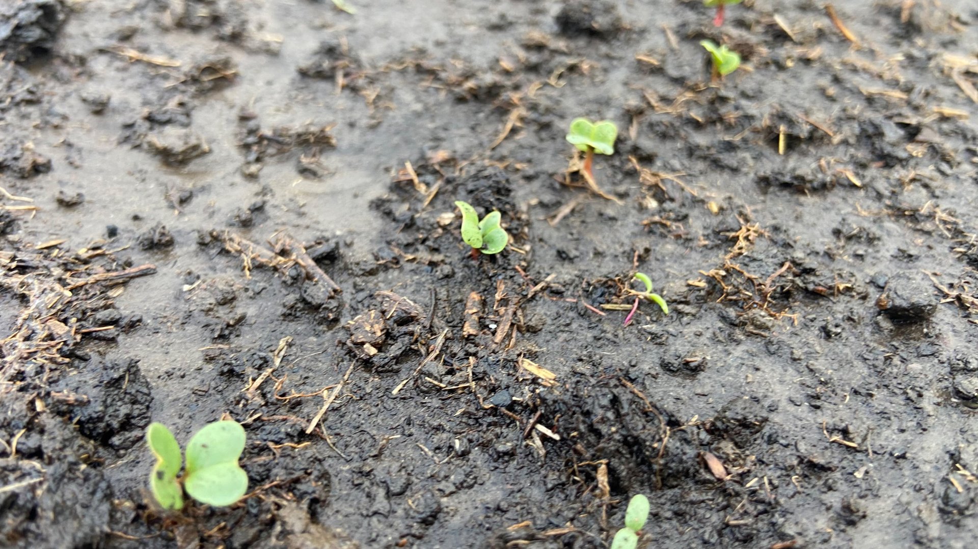 Взошла редиска, начала плести кашпо. смотреть онлайн