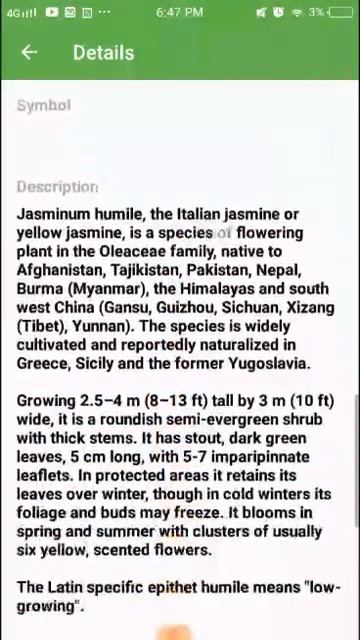 PlantSnap identifies a Yellow Jasmine (Jasminum humile) смотреть онлайн