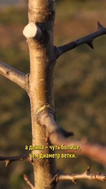 Надрез коры деревьев: как правильно надрезать кору для увеличения урожая? | #УходЗаДеревьями смотреть онлайн