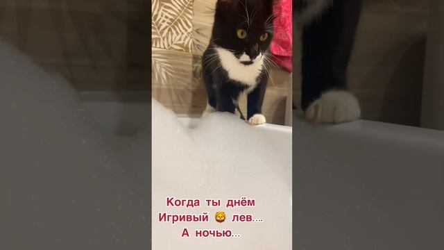 Будни кота Москвича 🥰 The life of a cat смотреть онлайн
