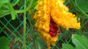 Однолетняя лиана. Момордика.Проращивание.