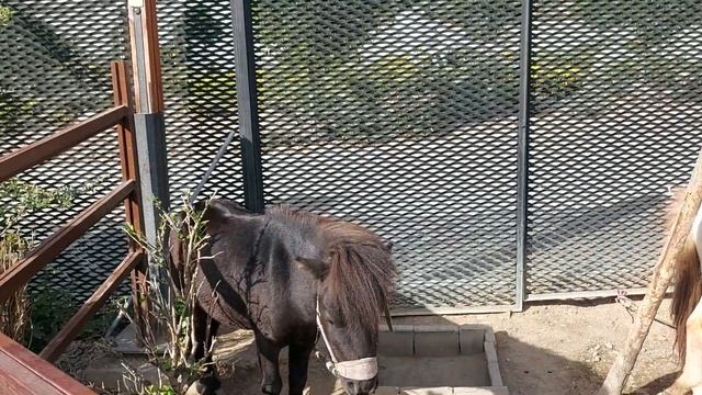 Иран#Tehran#Jurassic #Park Красивый парк !!! смотреть онлайн