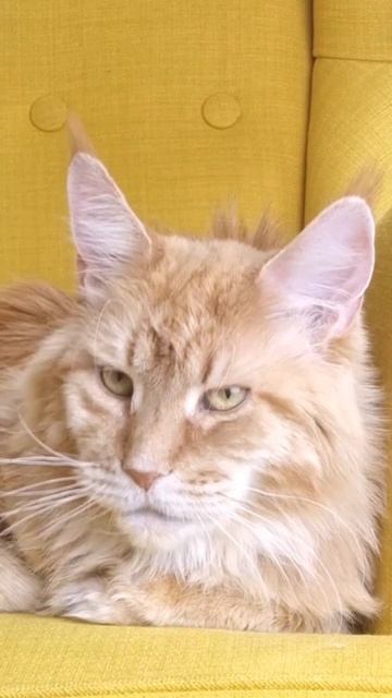 С наступающим! #мейнкункотята #мейнкуны #новый_год_23