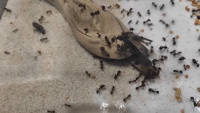 couple of mating moths in the ant farm/пара мотыльков в муравьиной ферме смотреть онлайн
