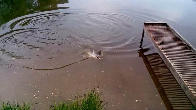 Карпик смотреть онлайн