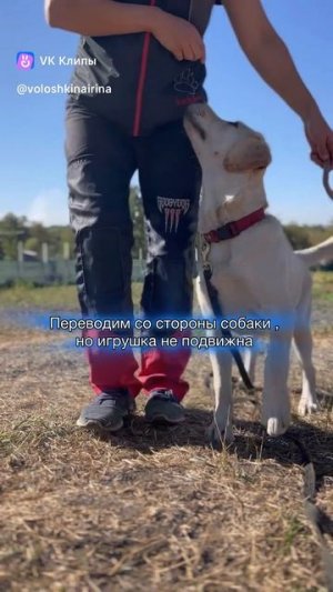 Как часто приходится охранять игрушку от собаки?