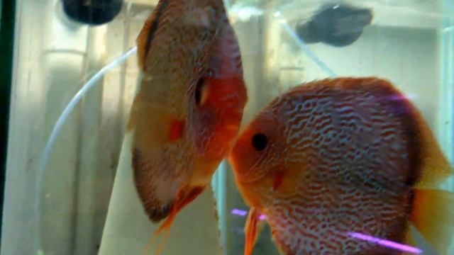 Proven Stendker Snakeskin Blue pair. смотреть онлайн