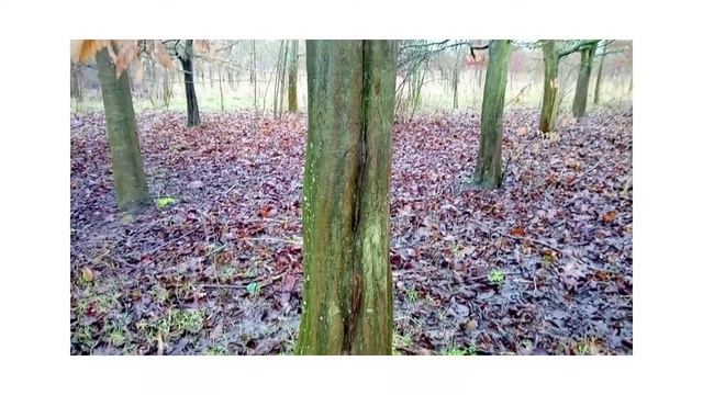 Identifying Trees in Winter with the Forest - Part 2 смотреть онлайн