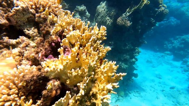 SNORKELING/ SHARK'S BAY OASIS/ Коралловый риф #snorkeling #sharmelsheikh #sharksbayoasis #egypt